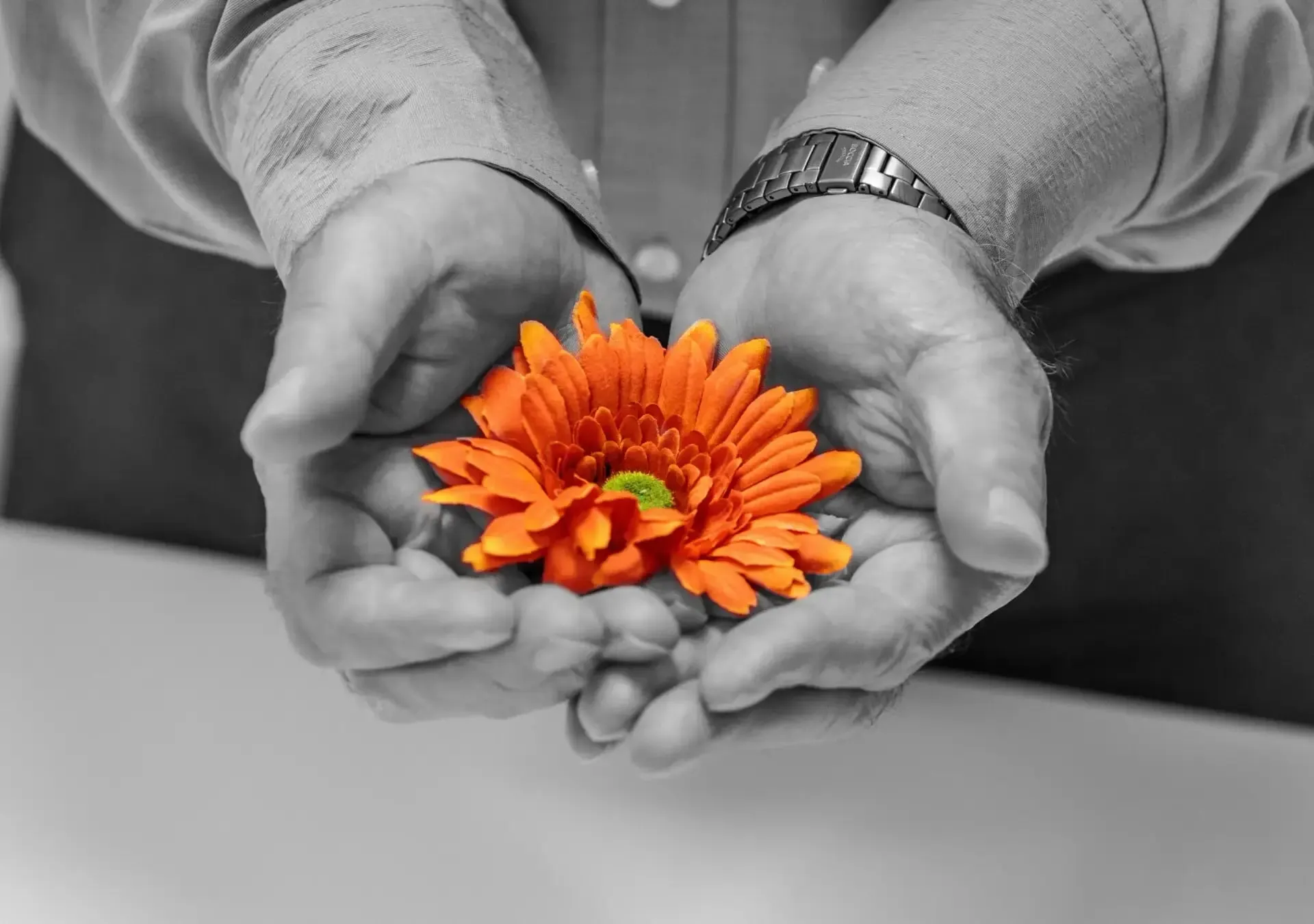 Zwei Hände halten eine orangefarbene Blume; die Umgebung ist schwarzweiß.